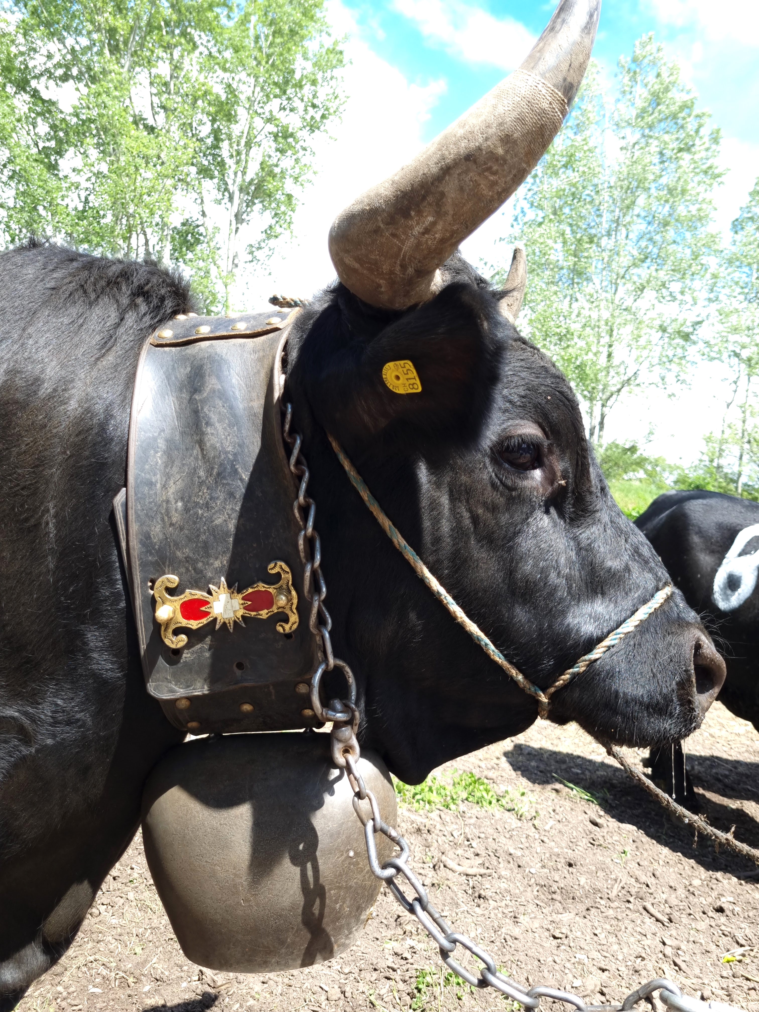 4 activités insolites en Suisse valais combat des reines vaches cloche