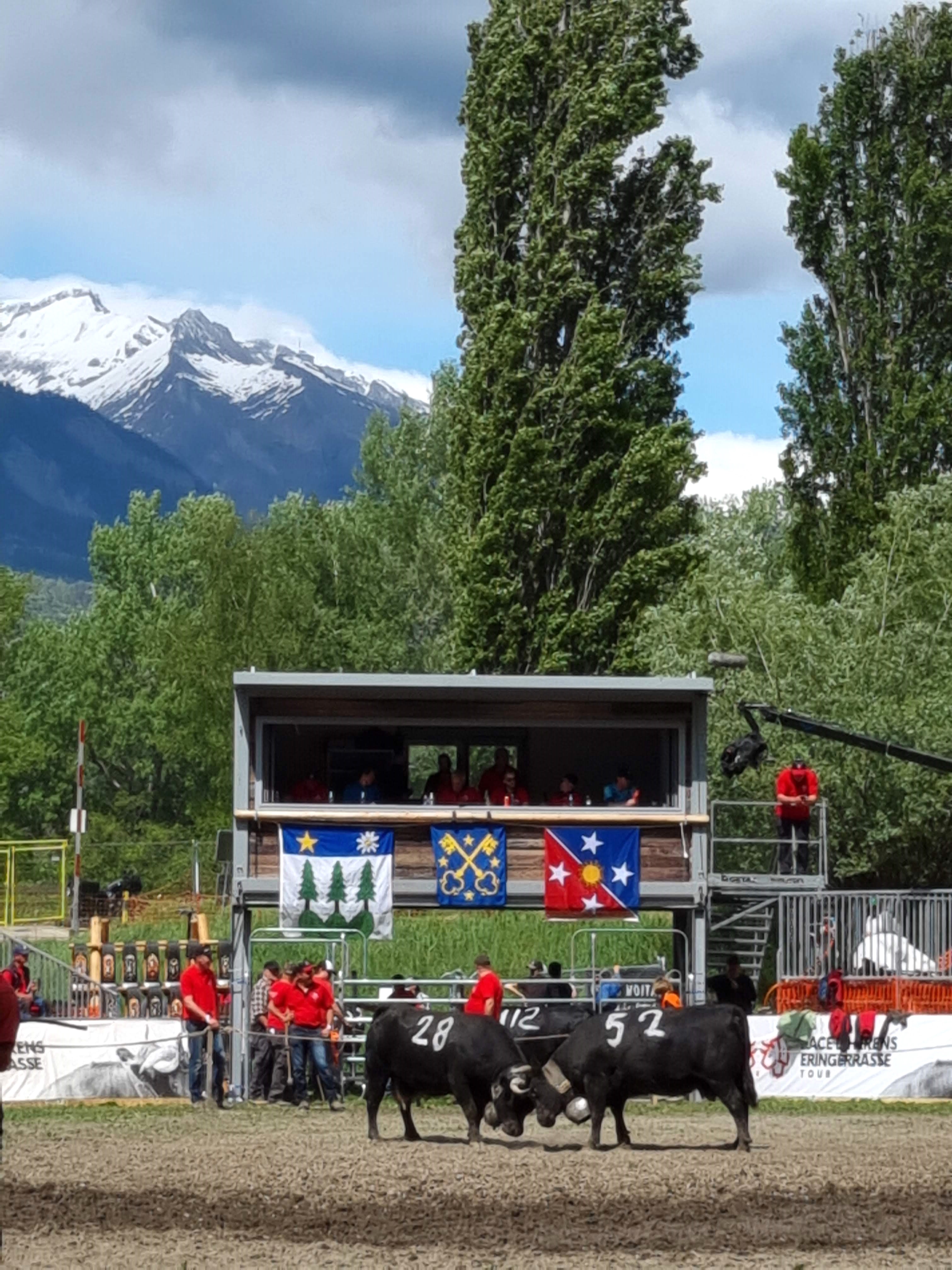 valais combat des reines vaches combat 4 activités insolites en Suisse