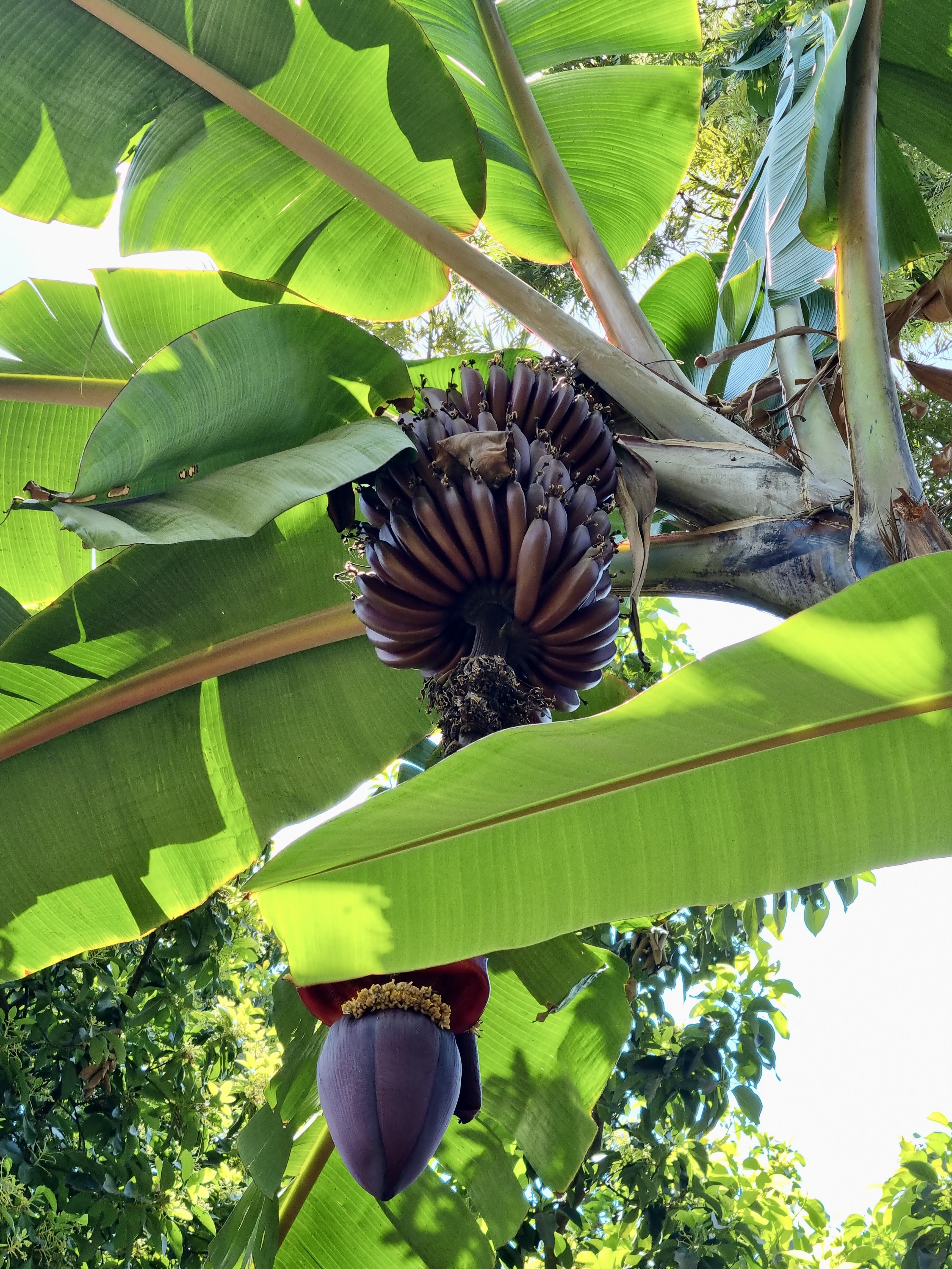 banane rouges tanzanie MTO WA MBU bananeraie