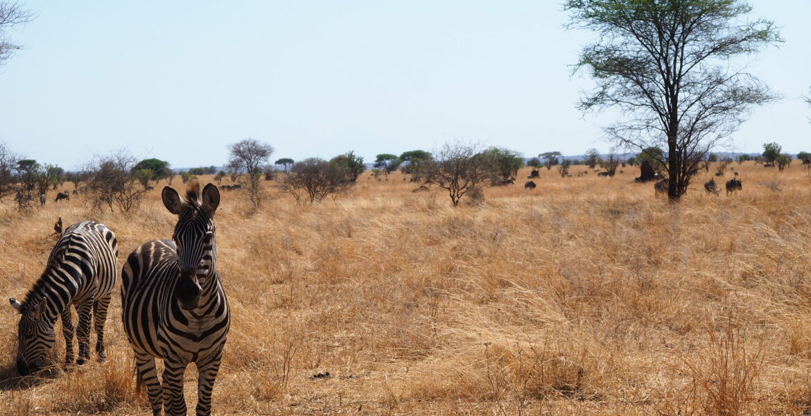 zebre-en-tanzanie