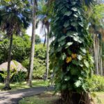ile maurice jardin