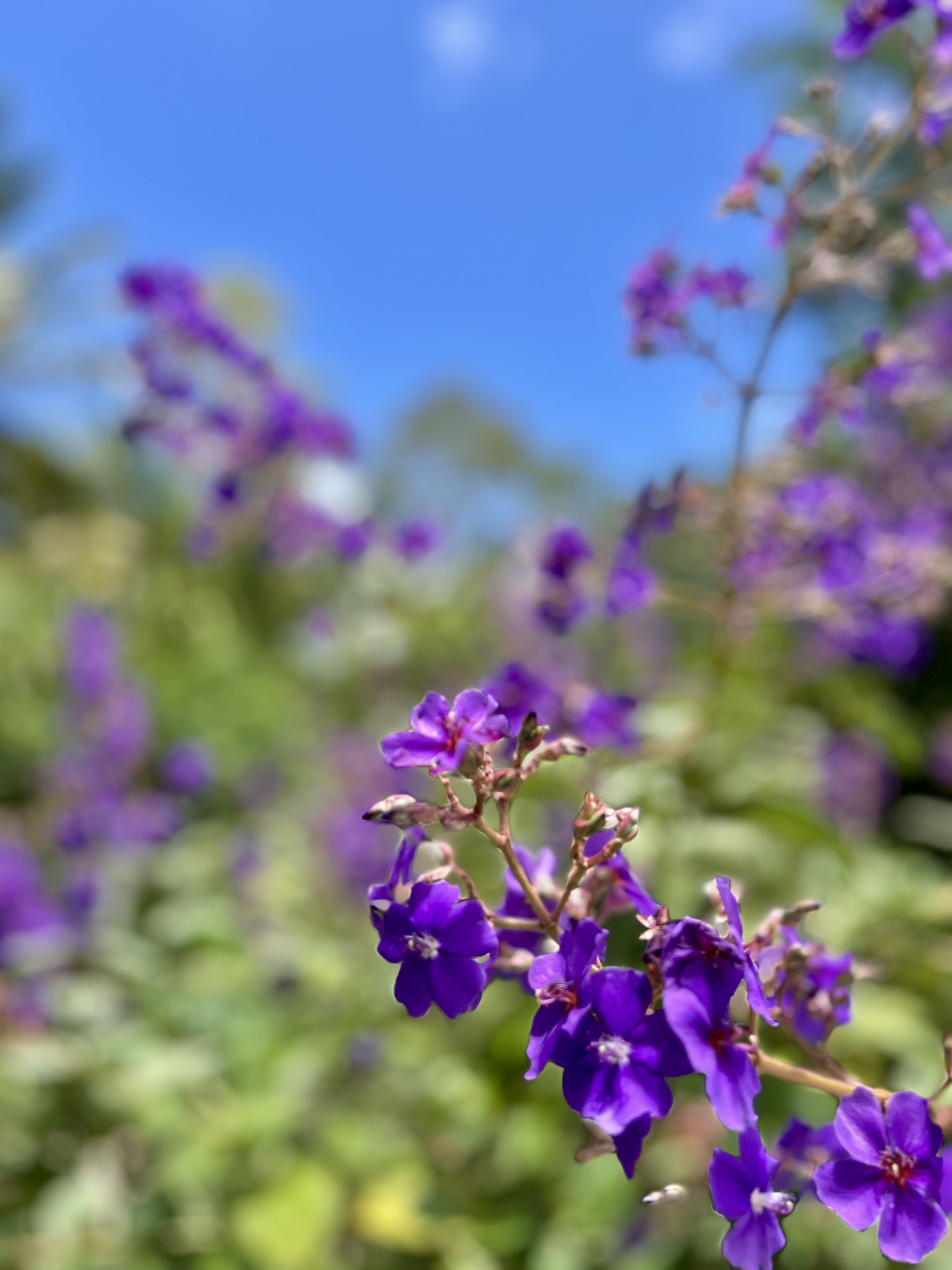 nature fleurs ile maurice