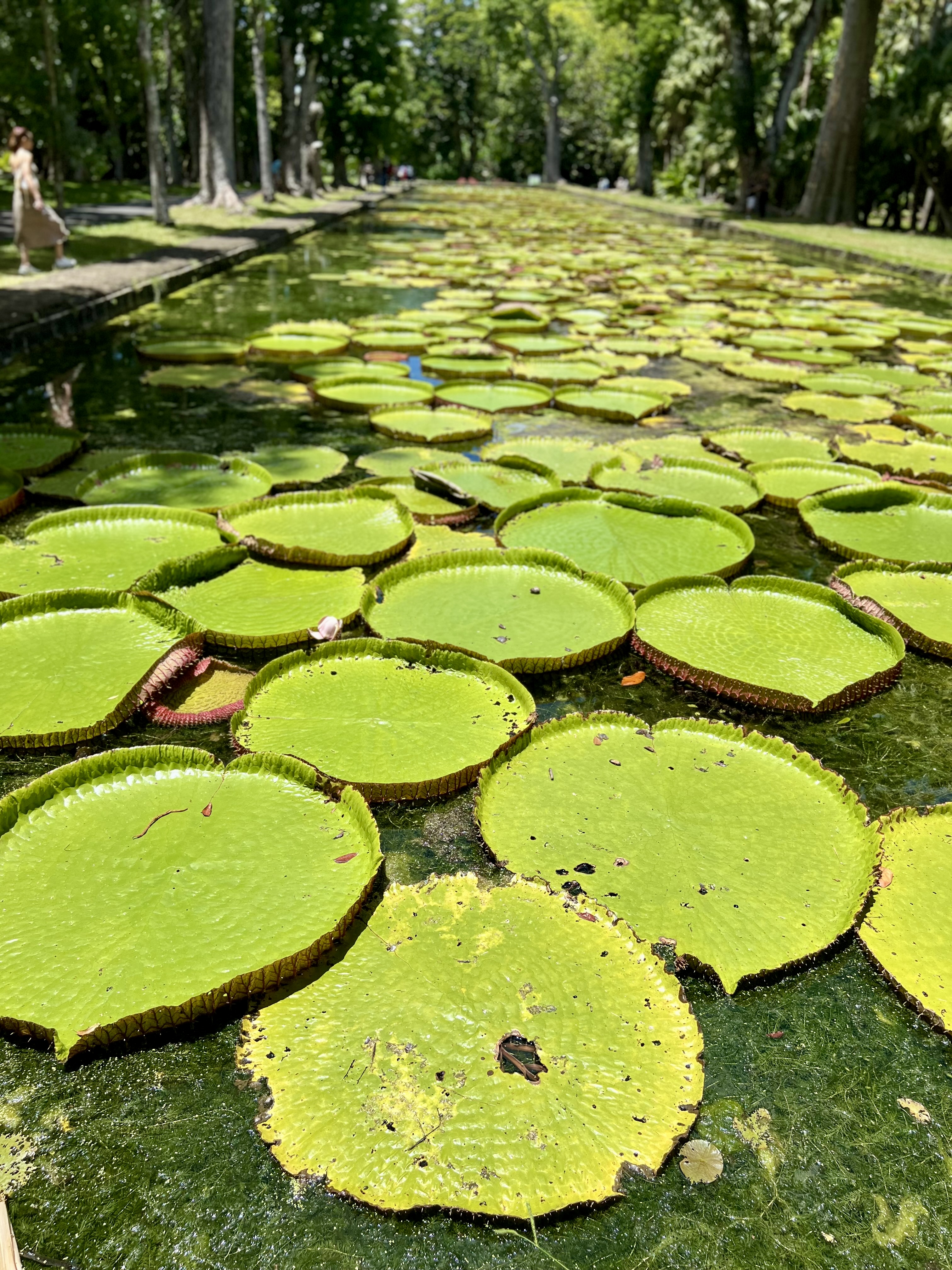 nenuphar jardin pamplemousse maurice