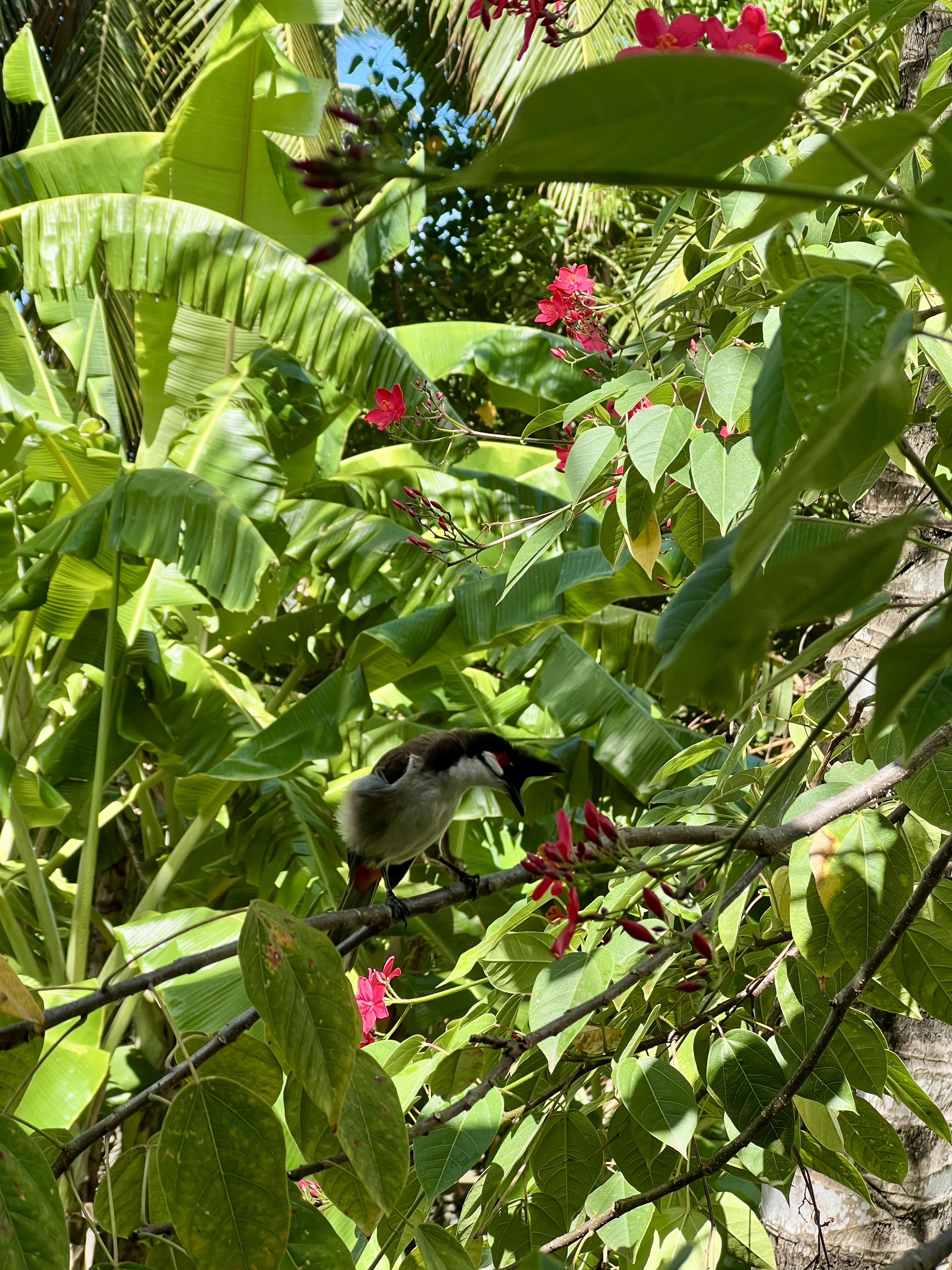 oiseau maurice