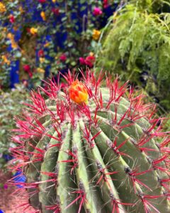 cactus marrakech maroc