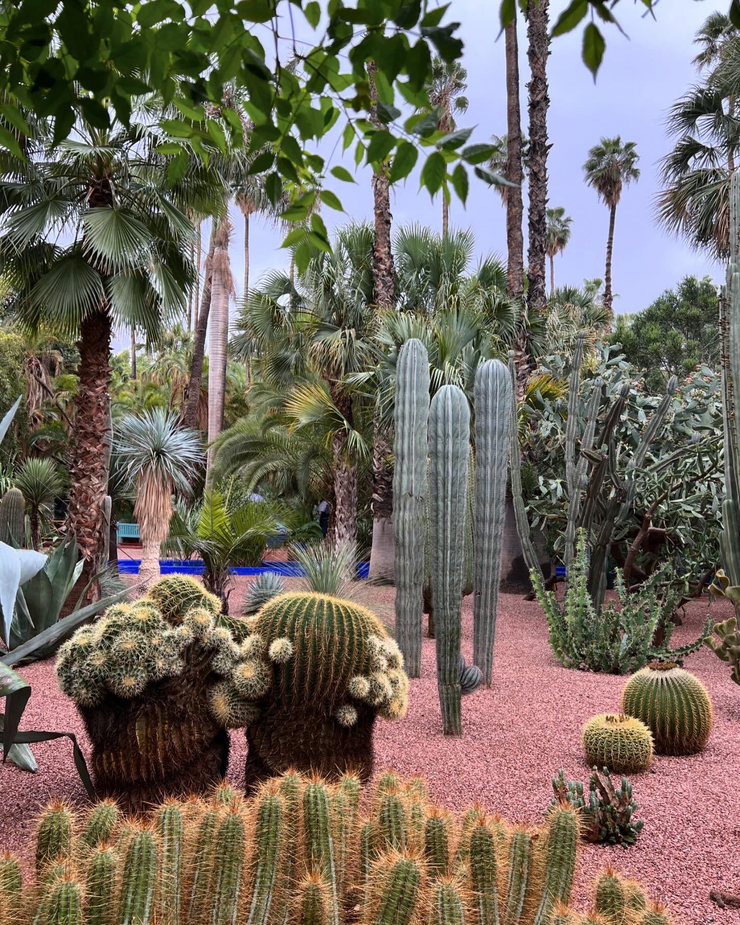 jardin majorelle cactus