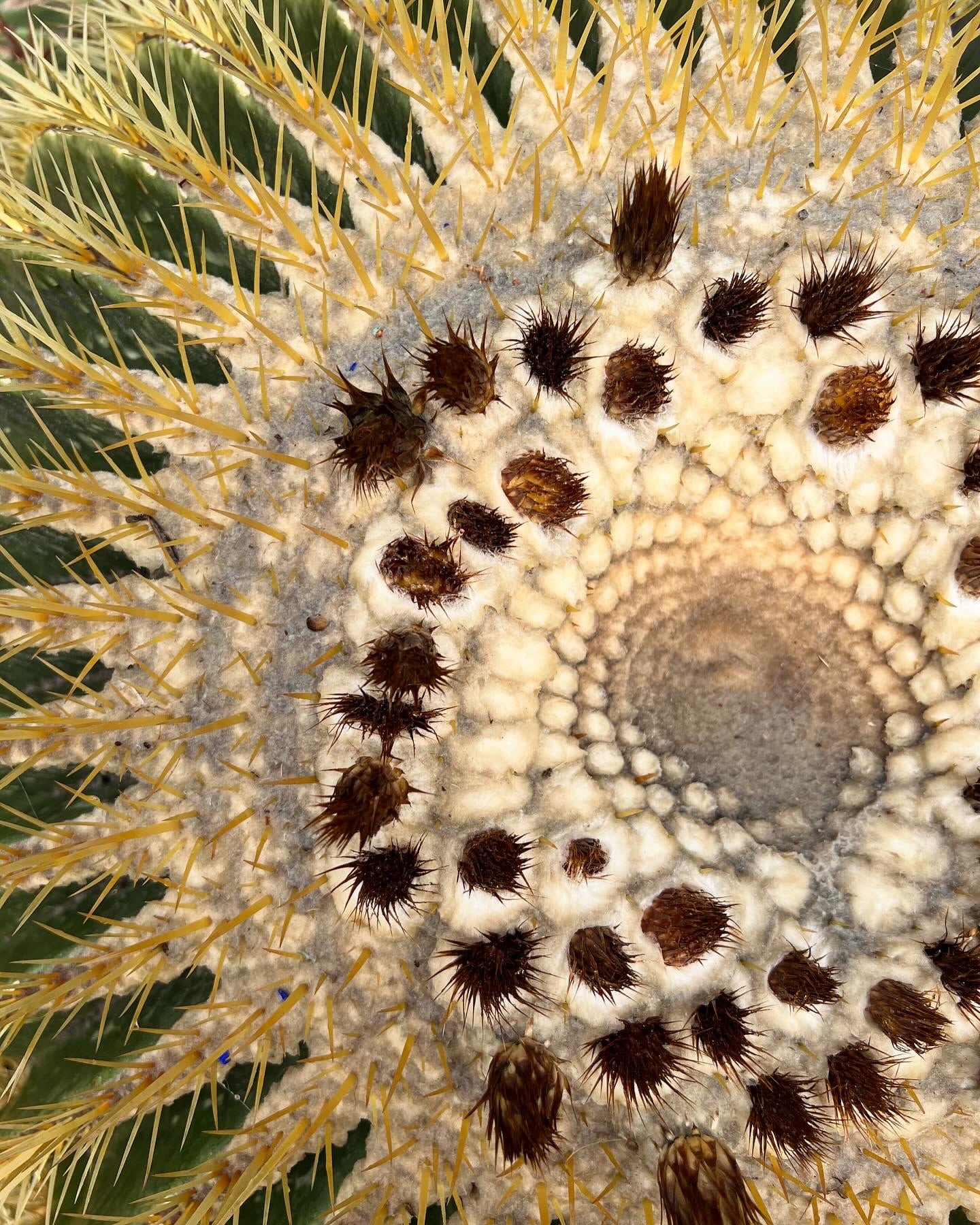 marrakech fleur cactus majorelle