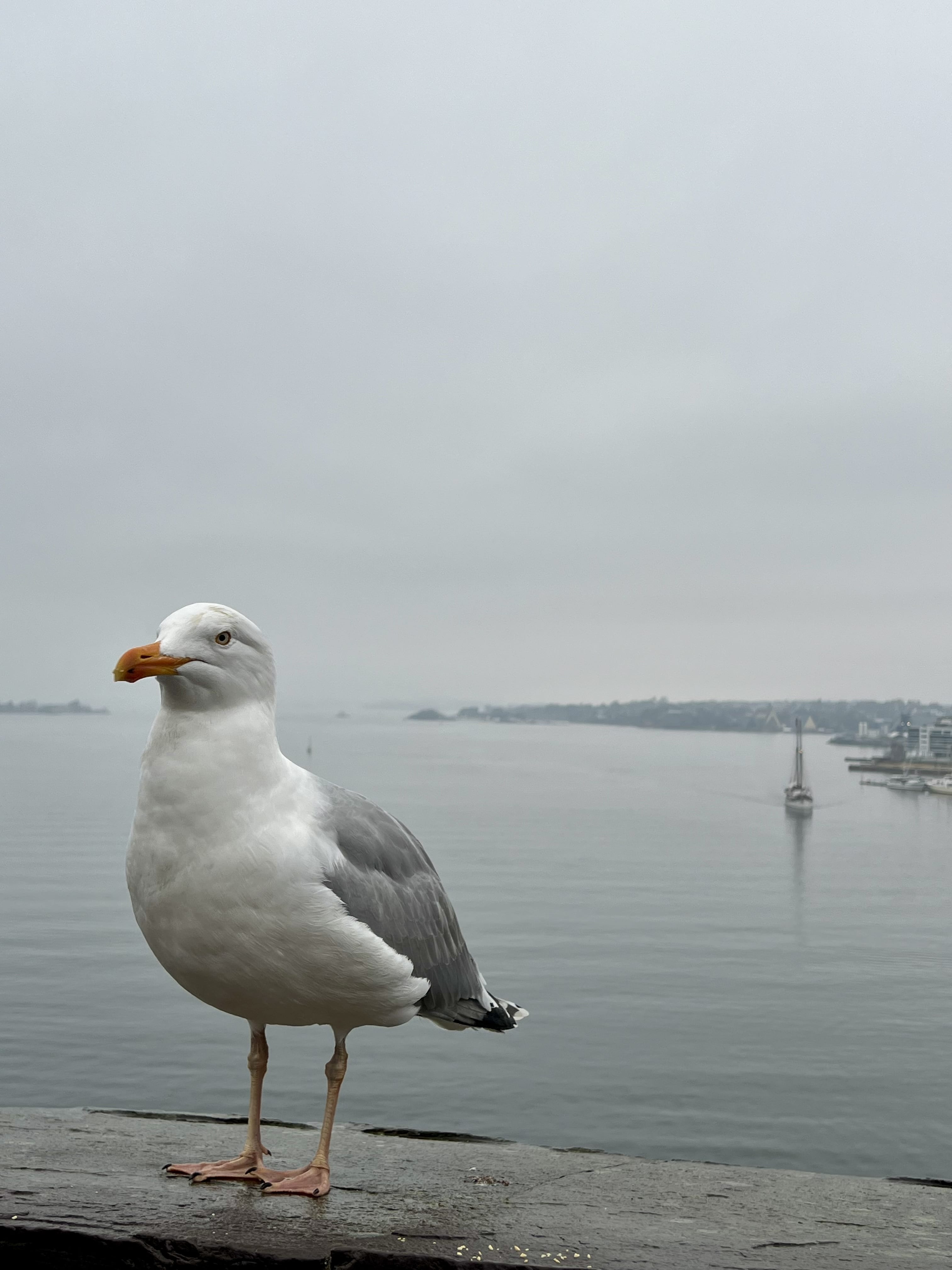 oslo mouette oiseau