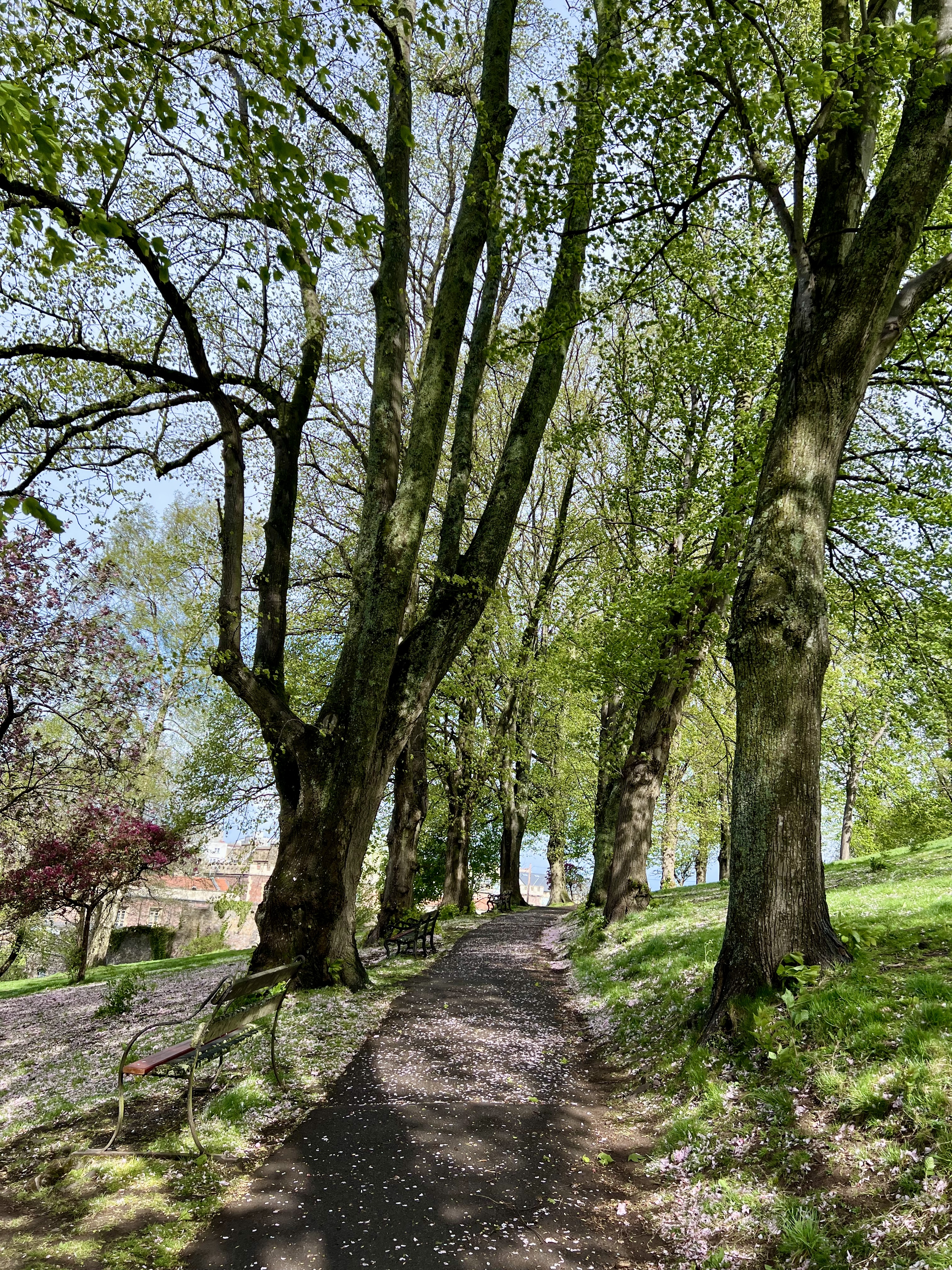 parc Brandon Hill cabot bristol