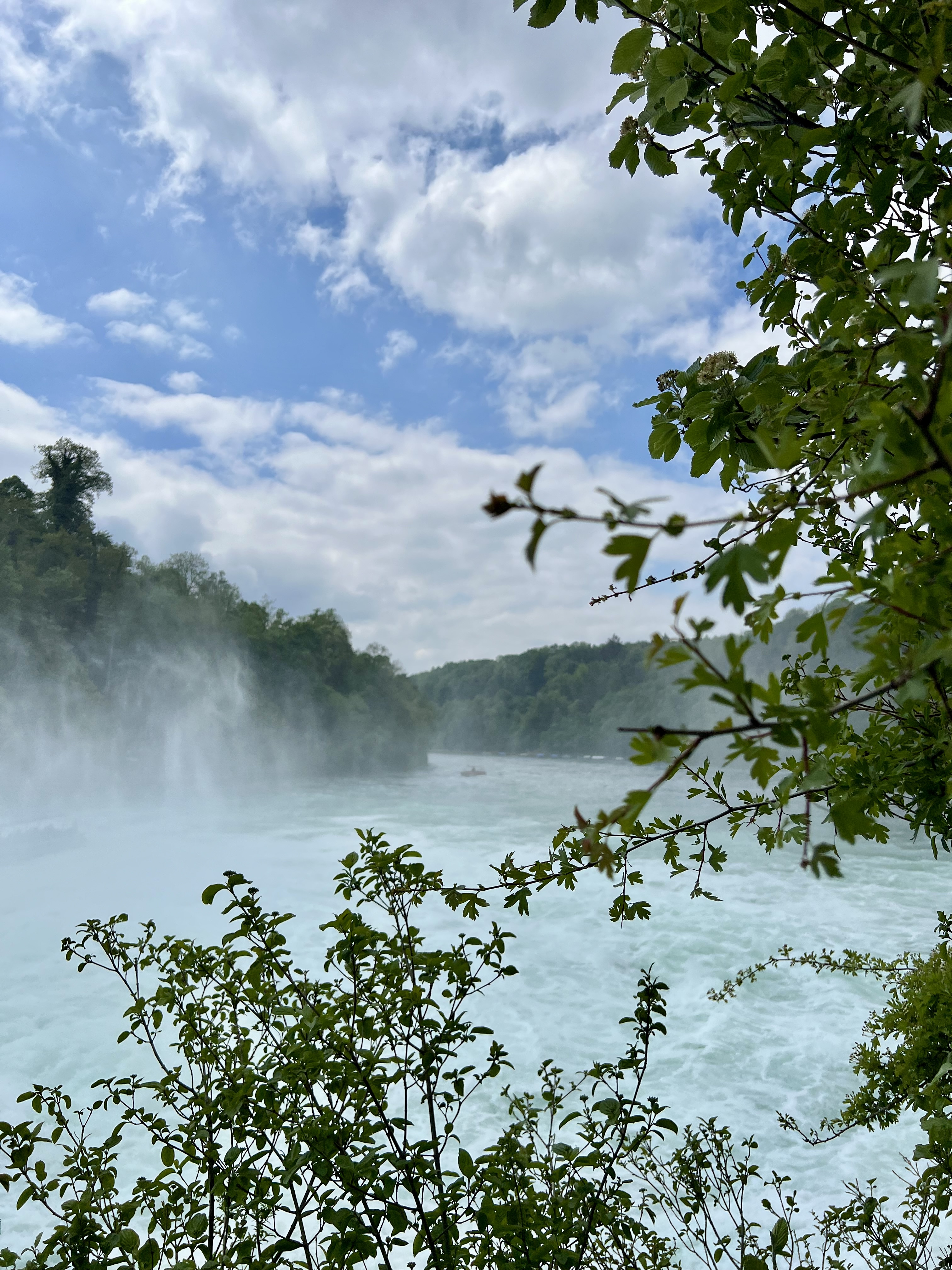 arbres et chutes du rhin suisse