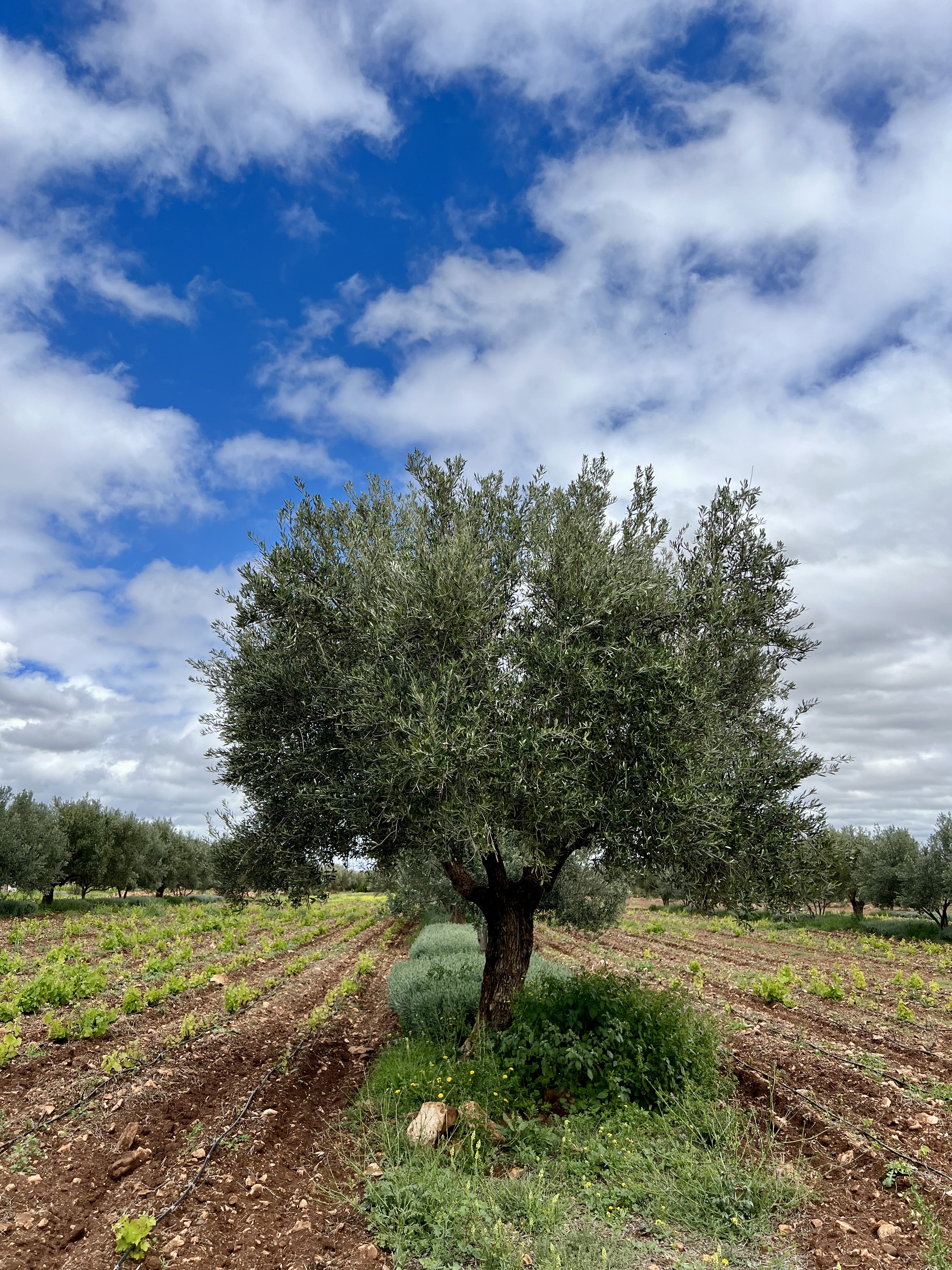 maroc domaine du val d argan que faire