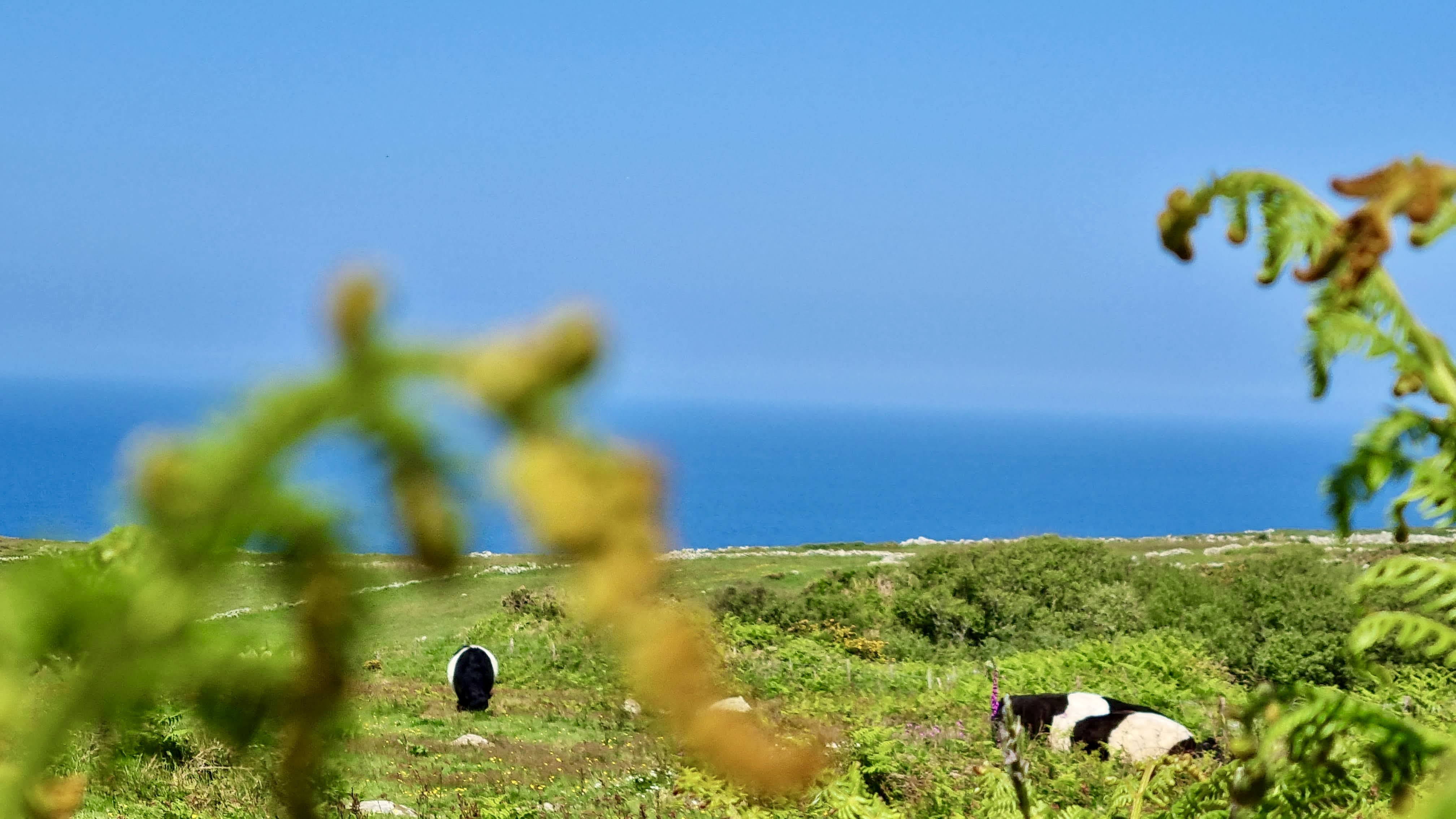 road trip cornouailles angleterre que voir vache