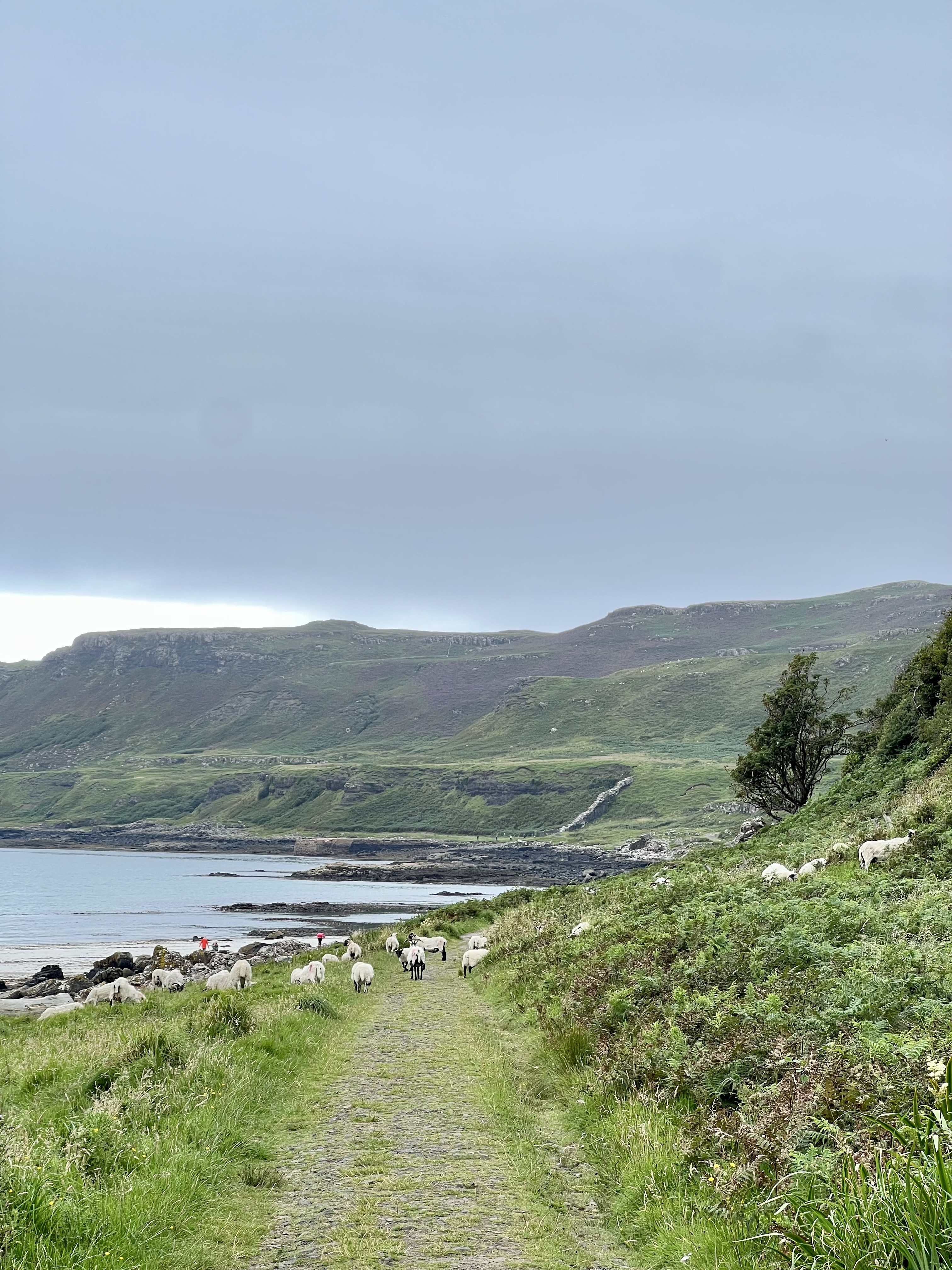 calgary beach ile de mull ecosse