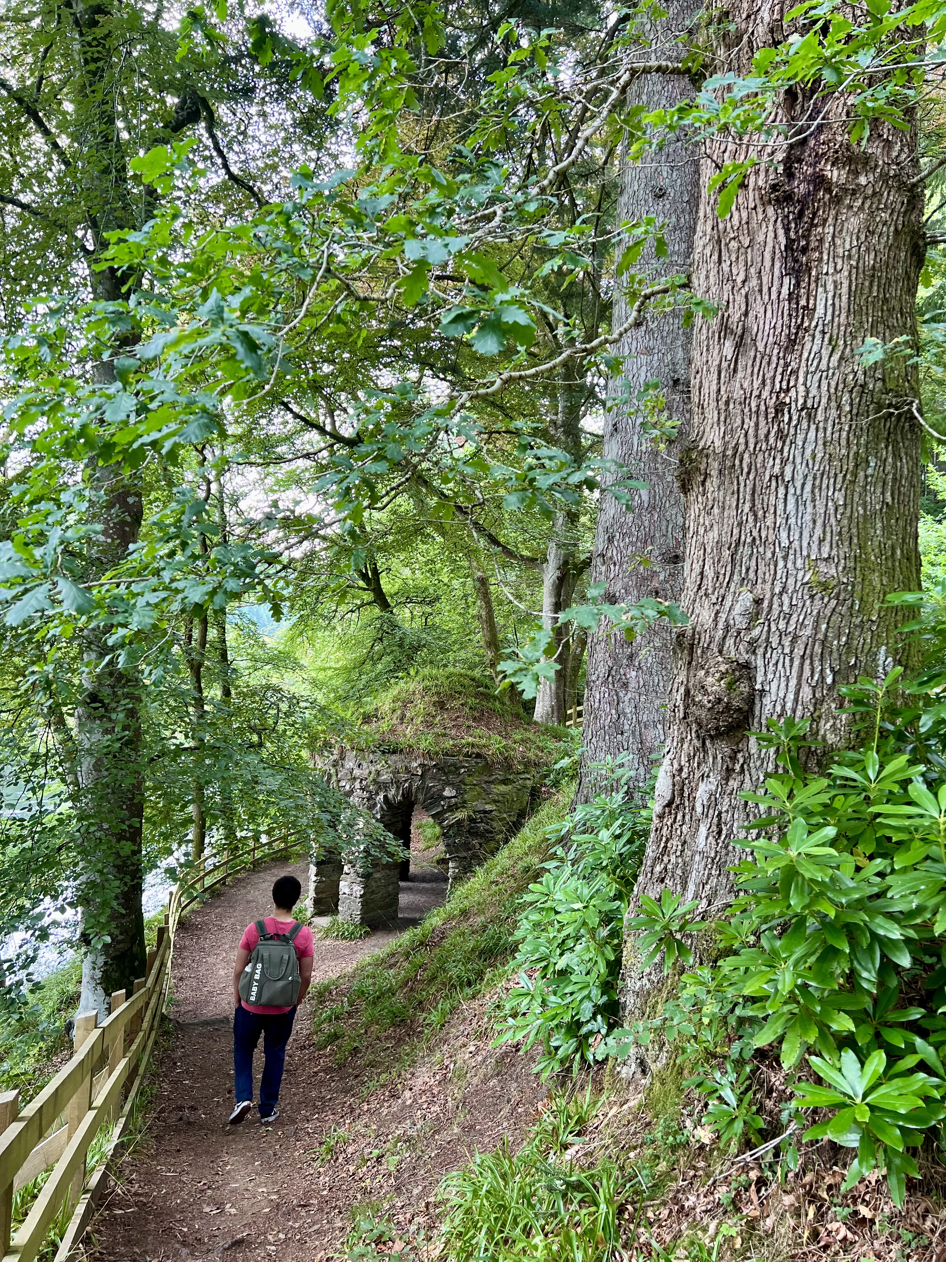 hotel campagne ecosse arbre