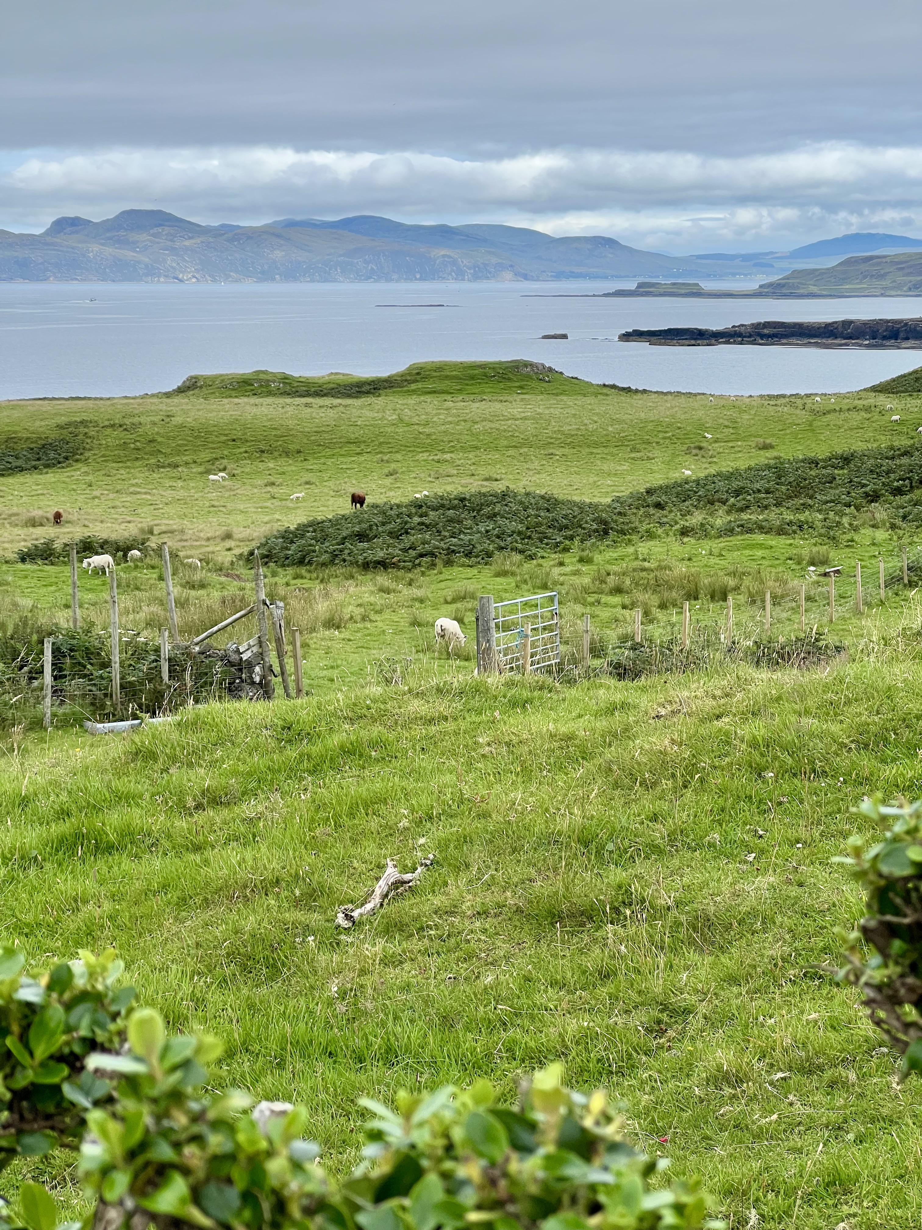 ile de mull ecosse