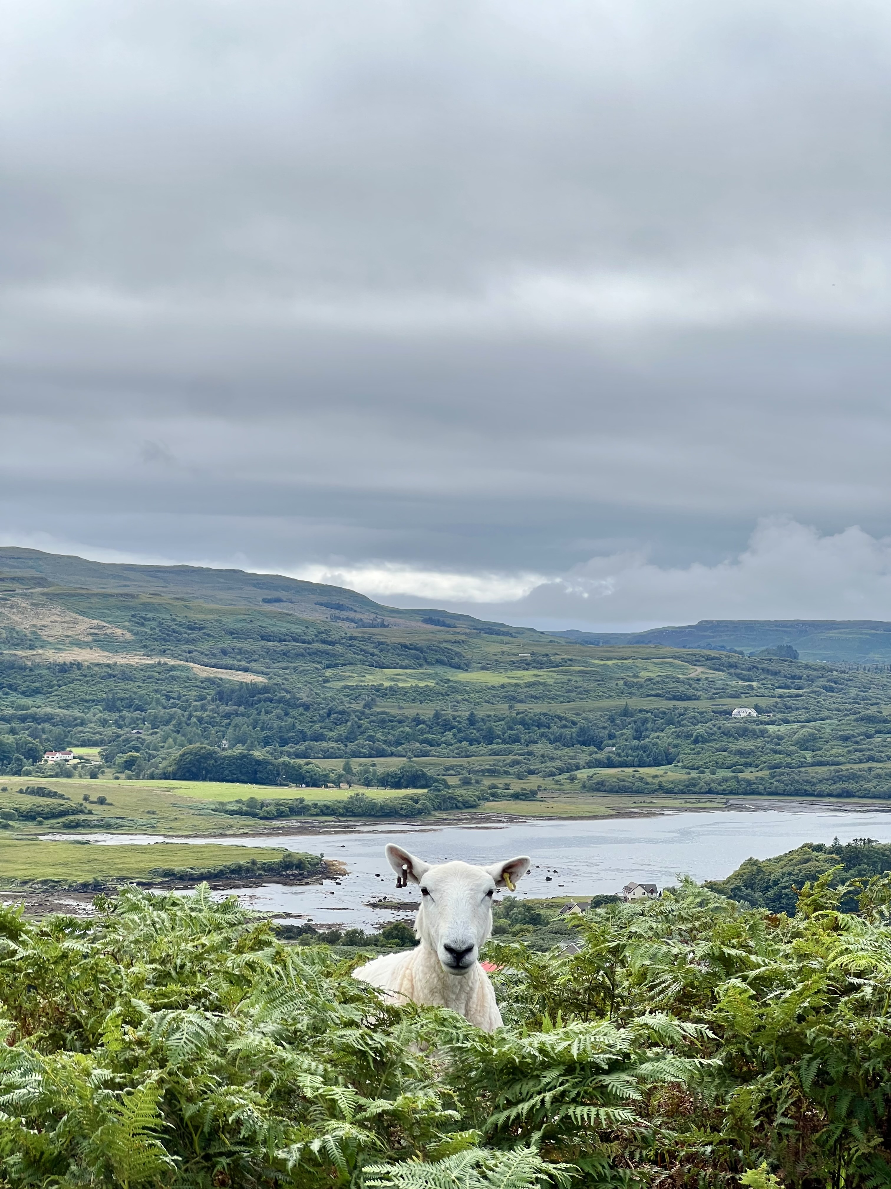 mouton 2 ile de mull ecosse