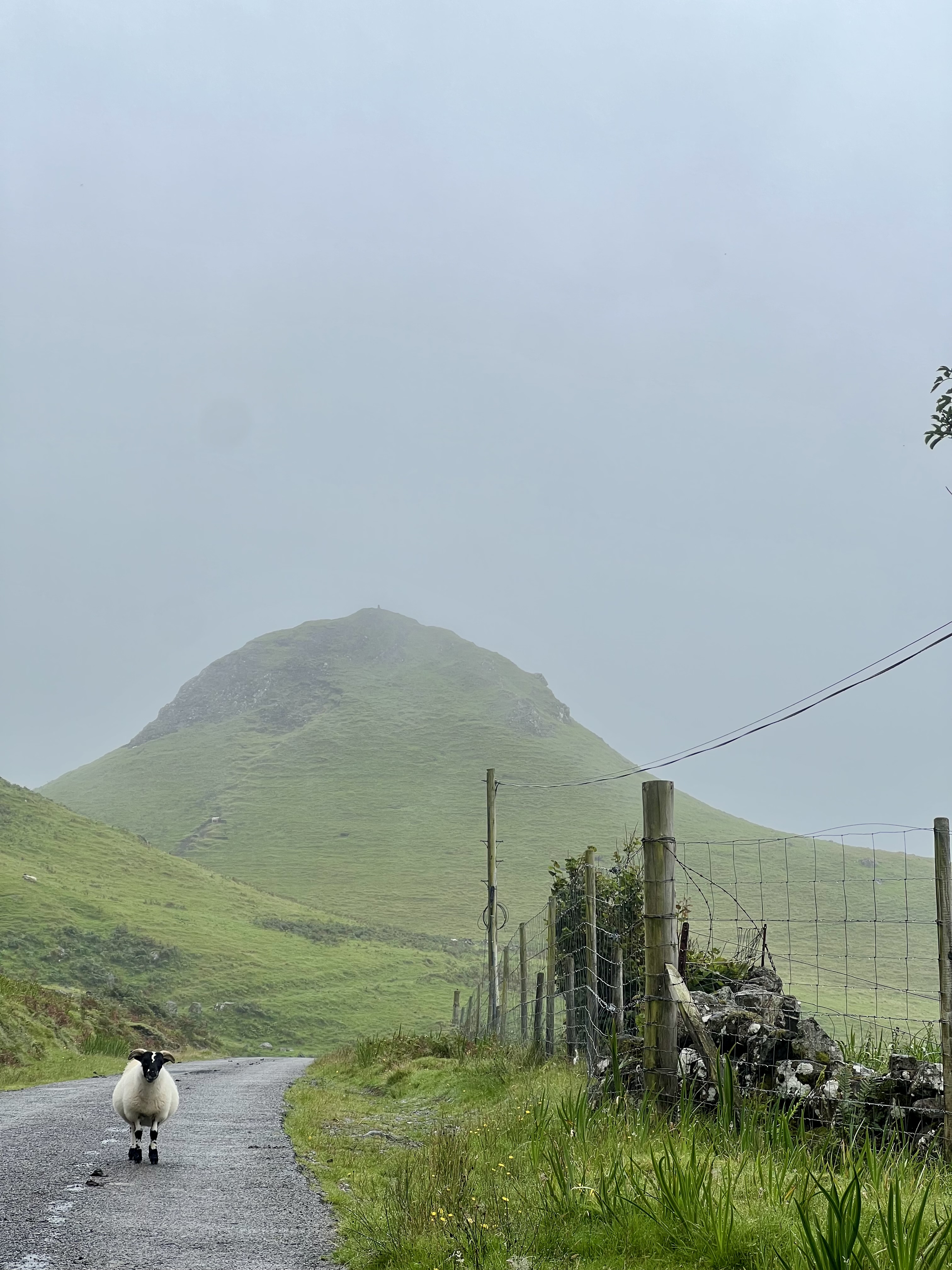 mouton sur la route ile de mull ecosse